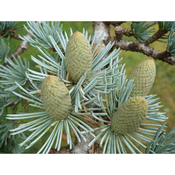 ATLAS CEDAR OIL