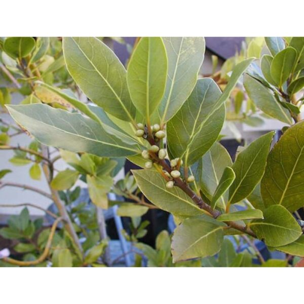 Bay-leaf-Oil