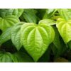 Betel-Leaf-Oil