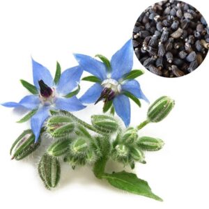 Borage-Carrier-Oil