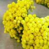 HELICHRYSUM OIL