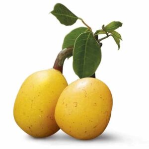 MARULA OIL