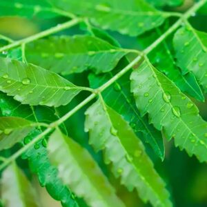 NEEM OIL