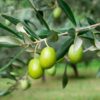 OLIVE OIL