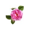 Rose-Oil-Turkey