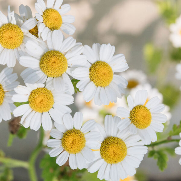 Chamomile-Roman-Therapeutic-Grade-Oil