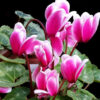 Cyclamen-Absolute-Oil