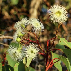 Eucalyptus Globulus Oil