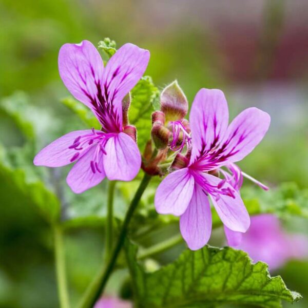 Geranium(Egypt) Oil