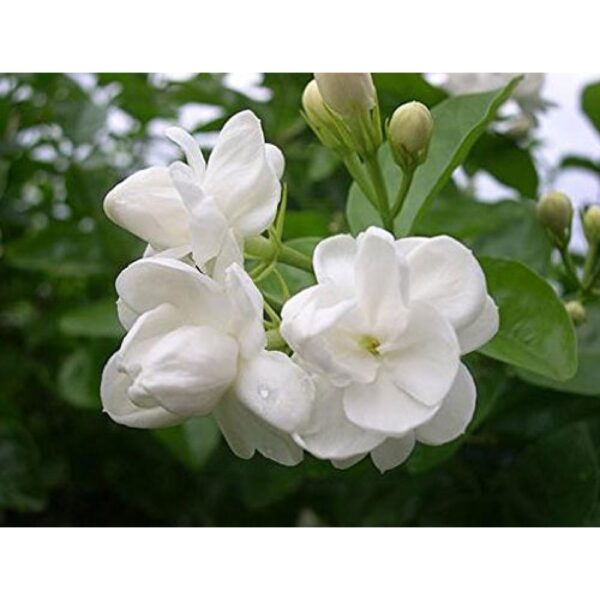 JASMINE-AURICULTAM-ABSOLUTE