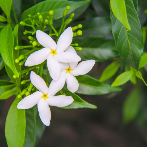 Jasmine-Therapeutic-Grade-Oil