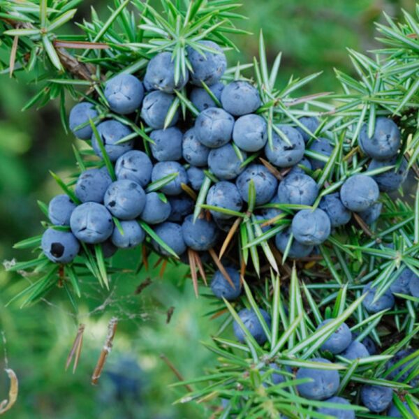 Juniperberry Oil