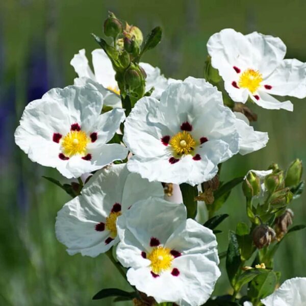 Labdanum Oil