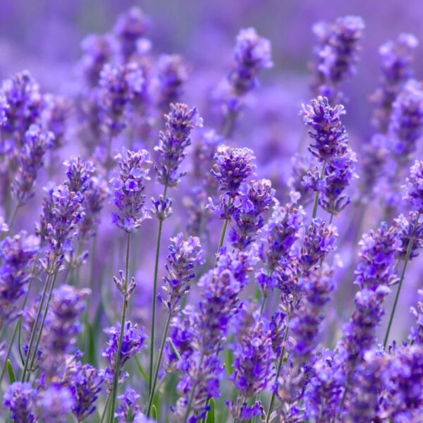 Lavender-Therapeutic-Grade-Oils