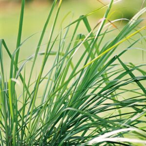 Lemongrass Oil