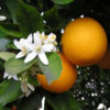 Orange-Blossom-Absolute-Oil