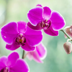 Orchid-Absolute-Oil
