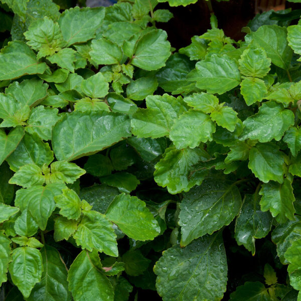 Patchouli-Therapeutic-Grade-Oil