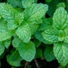 Peppermint-Therapeutic-Grade-Oil