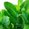 Spearmint-Therapeutic-Grade-Oil