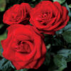 Tea-Rose-Absolute-Oil