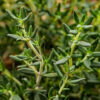 Thyme-Therapeutic-Grade-Oil
