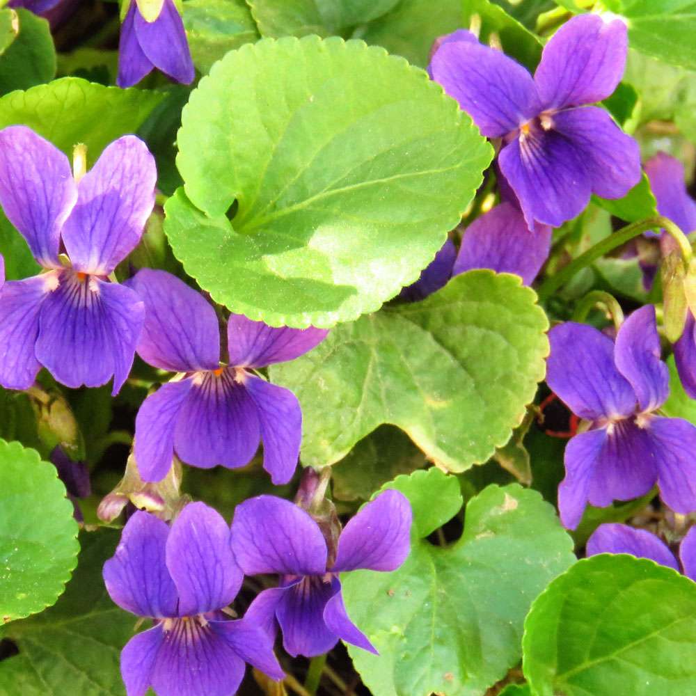 Violet-Leaf-Absolute-Oil