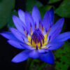BLUE LOTUS ATTAR