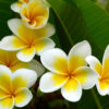 FRANGIPANI ATTAR