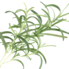 rosemary-oil