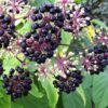 spikenard-oil