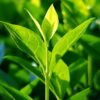 tea-tree-oil